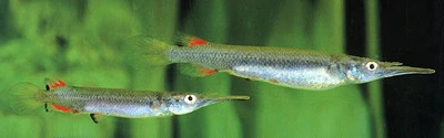 Lille halvnæb (Dermogenys pusillus)
